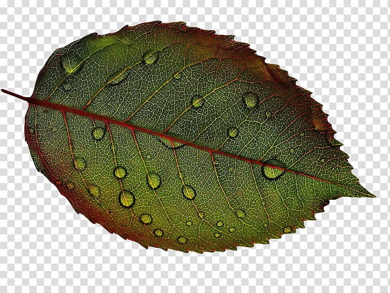 , green and red leaf with dews transparent background PNG clipart