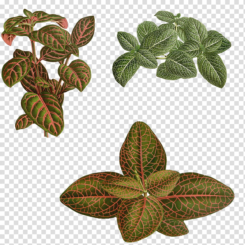 Variety of Plants, green leaf plant lot transparent background PNG clipart
