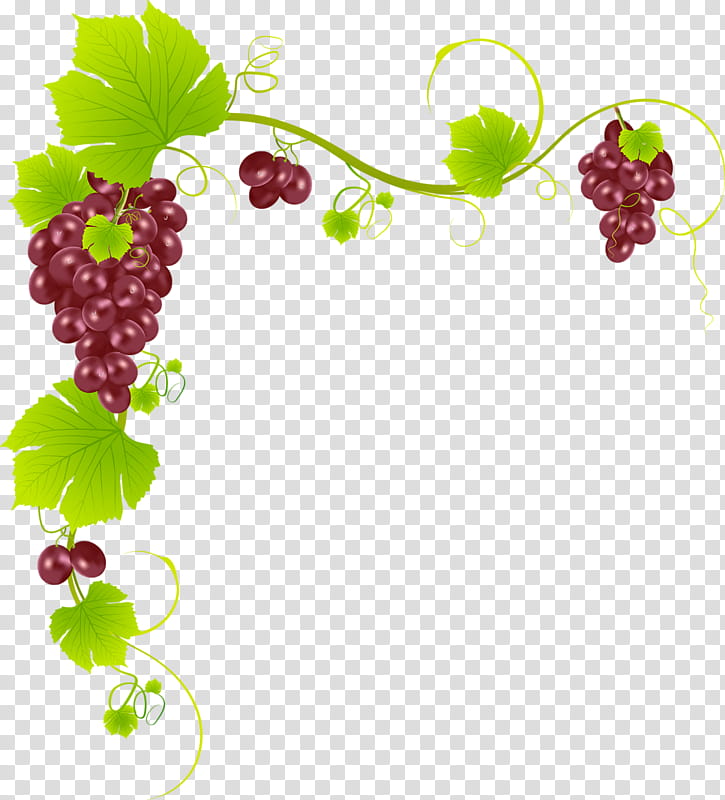grape grape leaves grapevine family seedless fruit berry, Leaf, Plant, Vitis transparent background PNG clipart