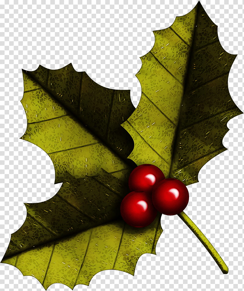 christmas holly Ilex holly, Christmas , Leaf, American Holly, Plant, Tree, Grape Leaves, Woody Plant transparent background PNG clipart