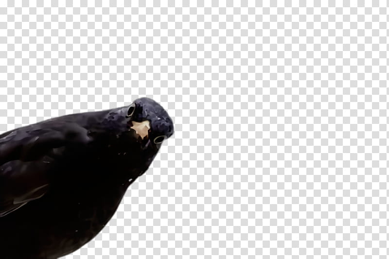 bird beak blackbird crow crow-like bird, Watercolor, Paint, Wet Ink, Crowlike Bird, Raven, Perching Bird transparent background PNG clipart