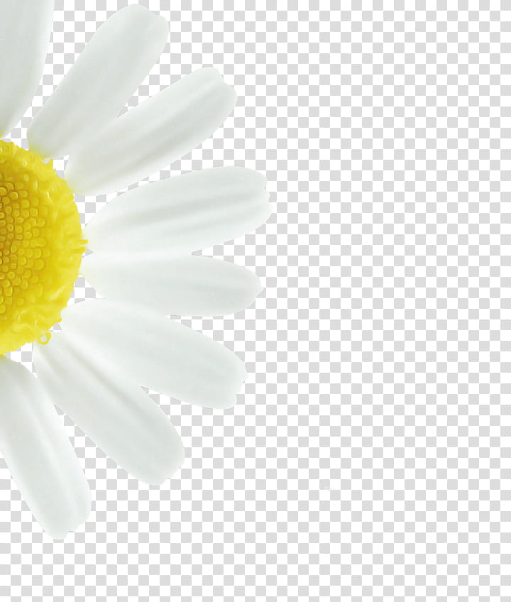 Daisy, White, Yellow, Petal, Chamomile, Camomile, Oxeye Daisy, Gerbera transparent background PNG clipart