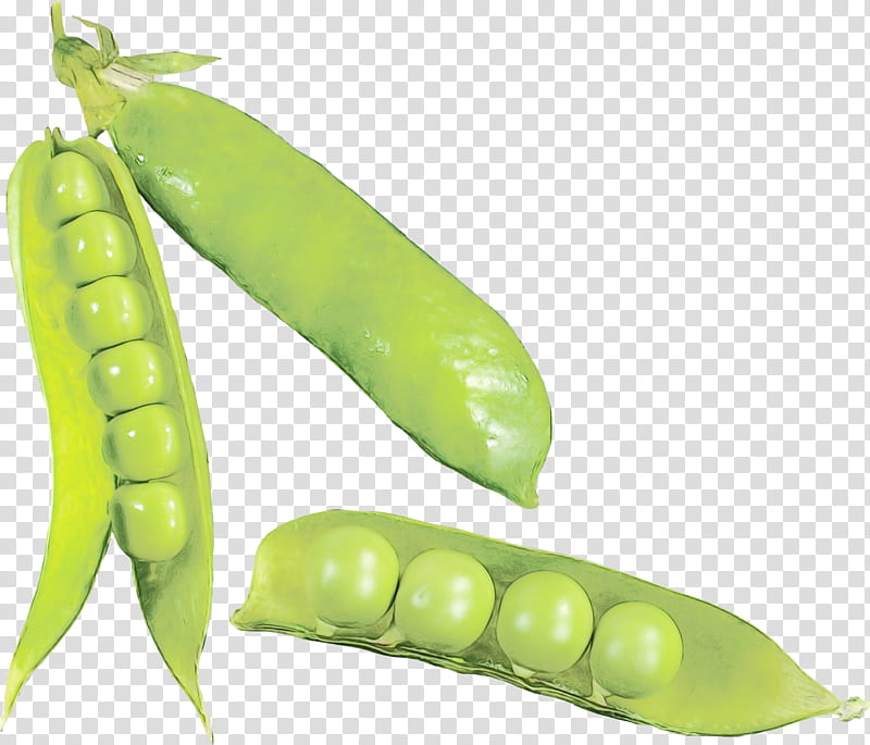 pea legume snap pea snow peas plant, Watercolor, Paint, Wet Ink, Vegetable, Food, Legume Family, Fruit transparent background PNG clipart