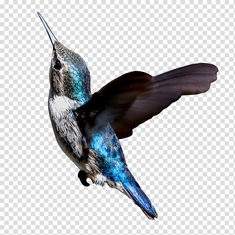 Hummingbird Drawing, Bee Hummingbird, Animal, Birdwatching, Wildlife, Cuba, Beak, Purple Martin transparent background PNG clipart