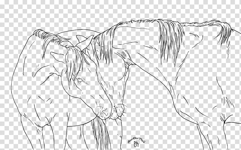 Horse Outlines, two black horse line art transparent background PNG clipart