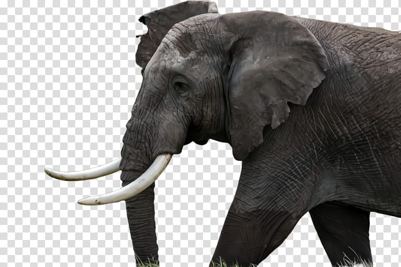 Indian elephant, Elephants And Mammoths, Terrestrial Animal, Wildlife, African Elephant, Snout, Animal Figure transparent background PNG clipart