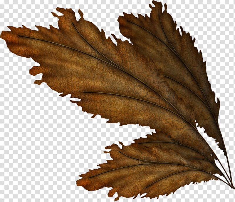 Leafy Wings , brown leaf transparent background PNG clipart