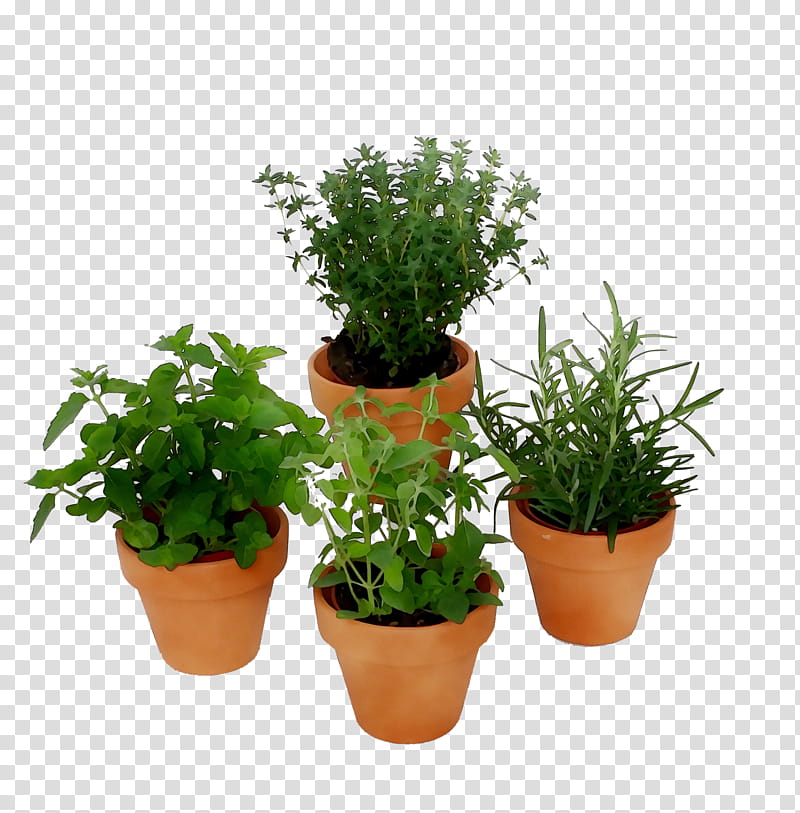 Grass Flower, Flowerpot, Herb, Houseplant, Shrub, Soil, Fines Herbes, Annual Plant transparent background PNG clipart