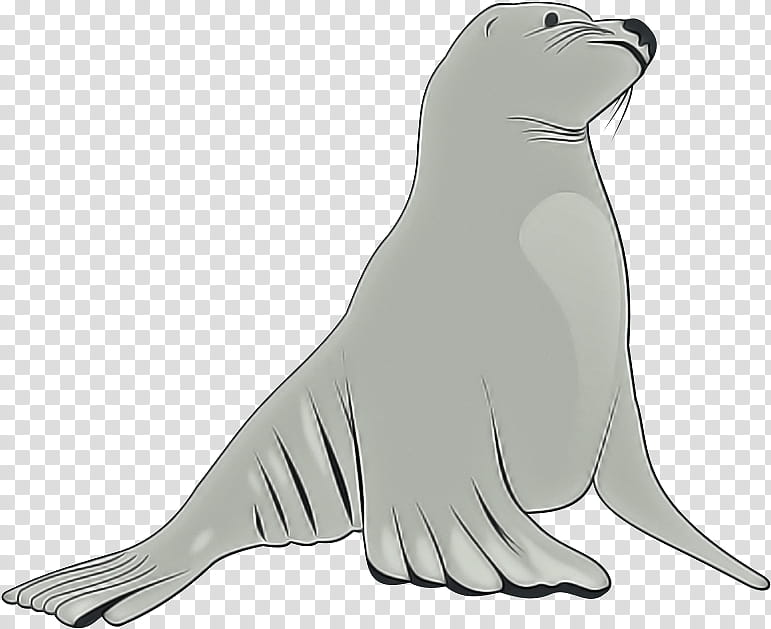 seal california sea lion fur seal walrus earless seal, Animal Figure, Steller Sea Lion, Line Art transparent background PNG clipart