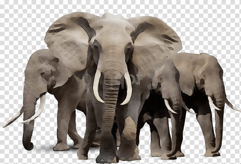 Indian Elephant, African Elephant, Animal, Tusk, Wildlife, Snout, Animal Figure transparent background PNG clipart