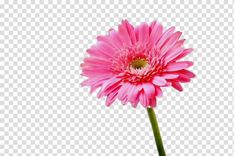 flower flowering plant barberton daisy gerbera plant, Watercolor, Paint, Wet Ink, Pink, Petal, Cut Flowers, Daisy Family transparent background PNG clipart