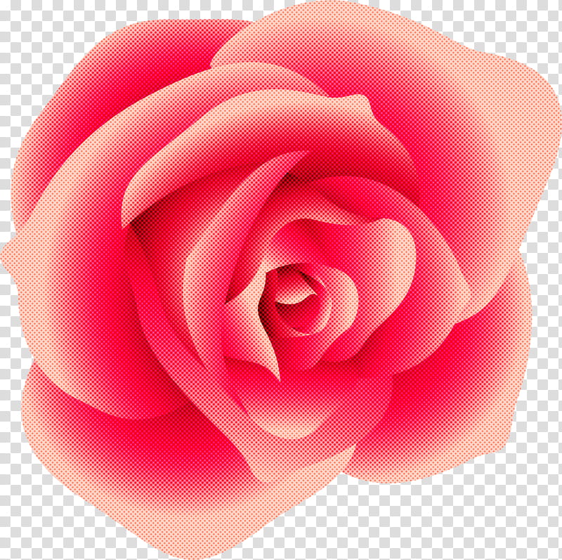 Garden roses, Pink, Petal, Flower, Rose Family, Hybrid Tea Rose, Floribunda, Plant transparent background PNG clipart