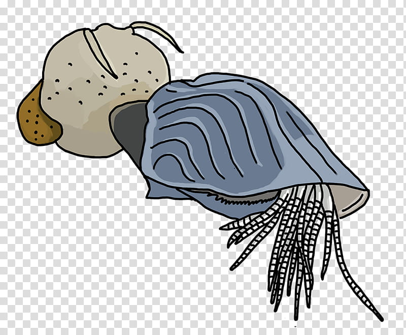 Child, Email, Headgear, Diens, Cartoon, Hermit Crab transparent background PNG clipart