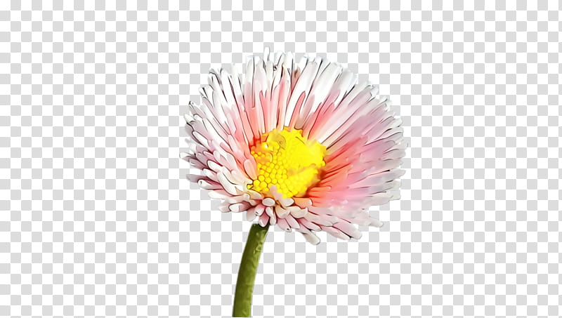 flower flowering plant plant china aster gerbera, Watercolor, Paint, Wet Ink, Petal, Pink, Barberton Daisy, Yellow transparent background PNG clipart