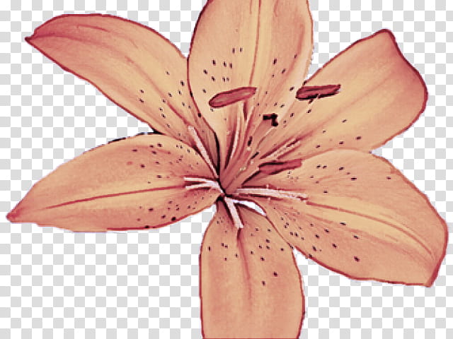 petal lily pink flower plant, Lily Family, Tiger Lily, Orange Lily, Stargazer Lily transparent background PNG clipart