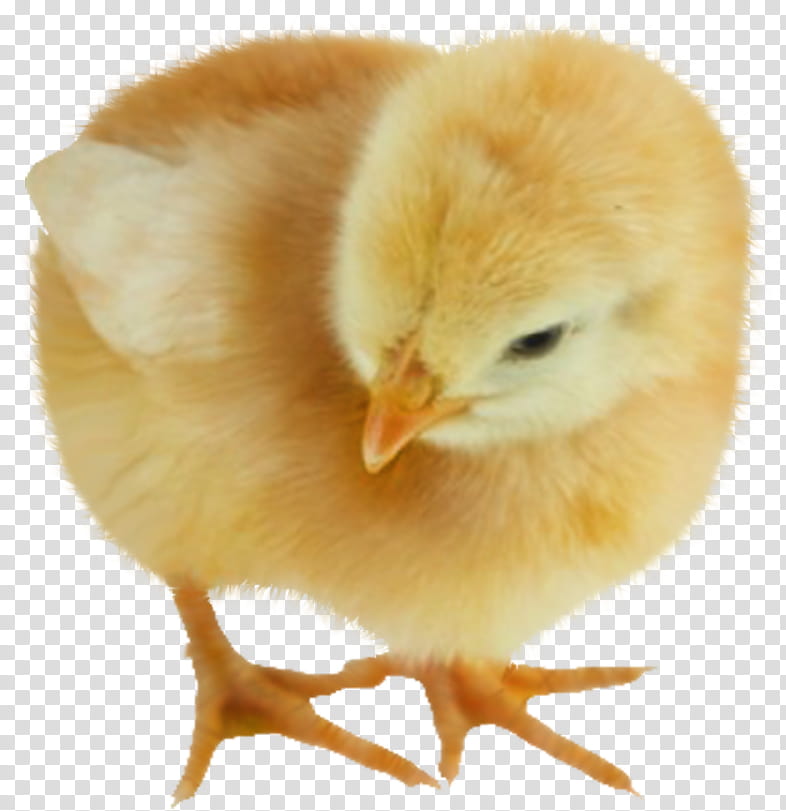 easter theme chickens, ba transparent background PNG clipart