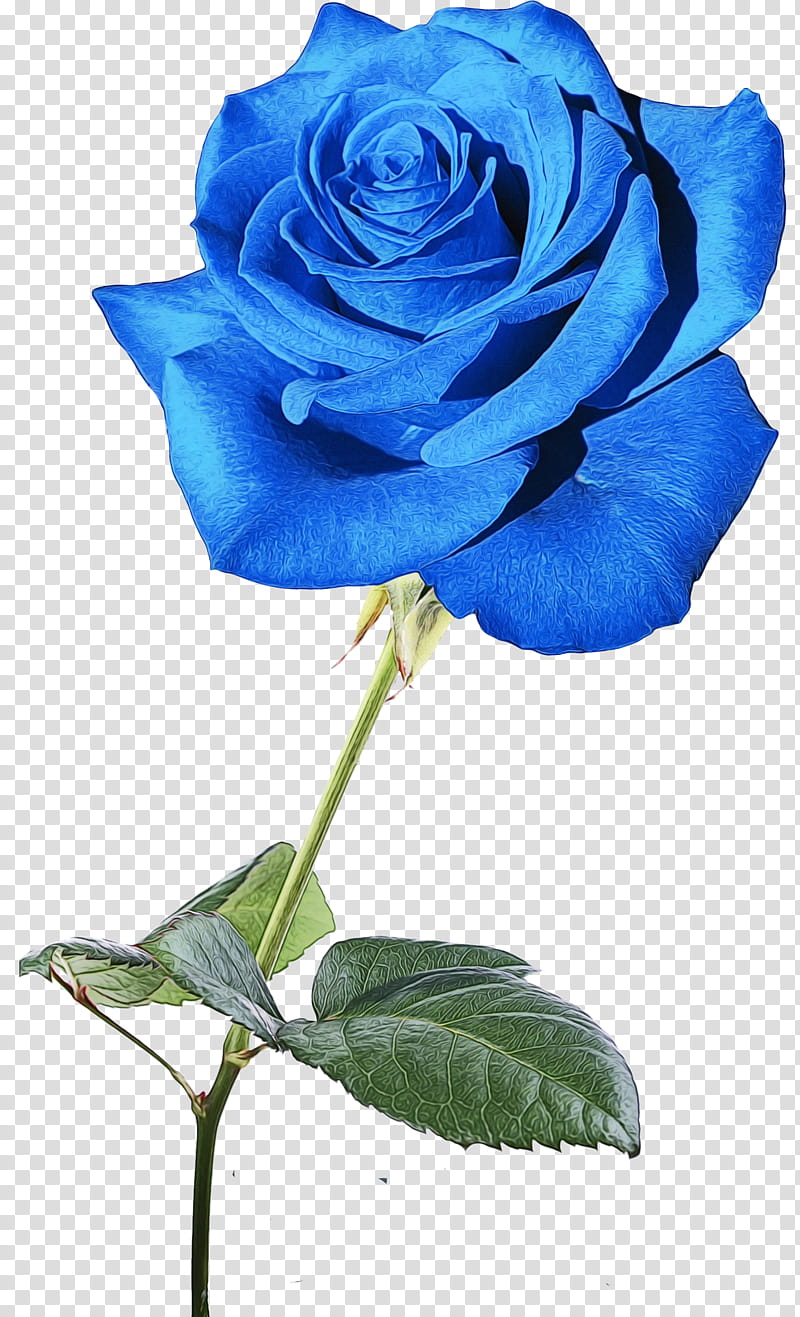 Blue Watercolor Flowers, Paint, Wet Ink, Blue Rose, Garden Roses, French Rose, Desktop , Cabbage Rose transparent background PNG clipart