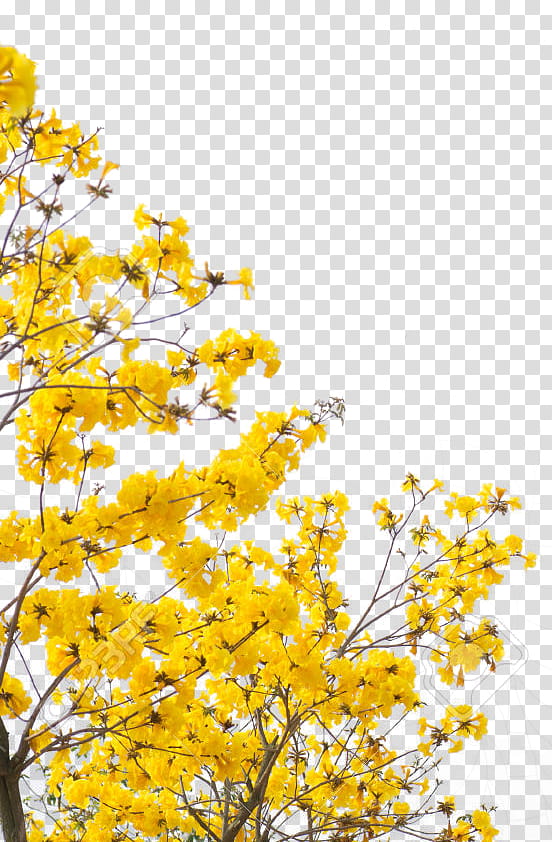 Yellow , yellow flowers transparent background PNG clipart