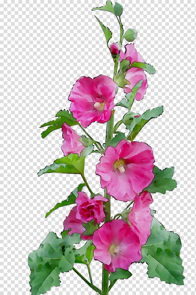 Pink Flower, Mallow, Hollyhocks, Four Oclocks, Cut Flowers, Plant Stem, Annual Plant, Marvelofperu transparent background PNG clipart