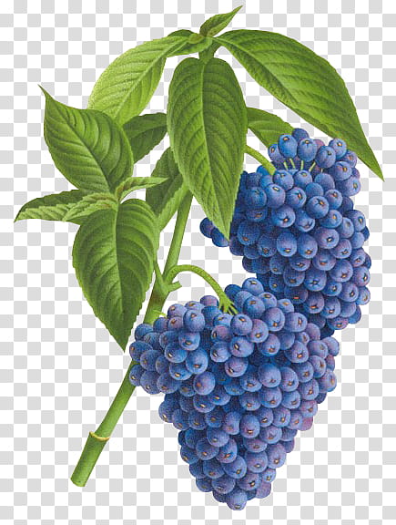 blue berries illustration transparent background PNG clipart