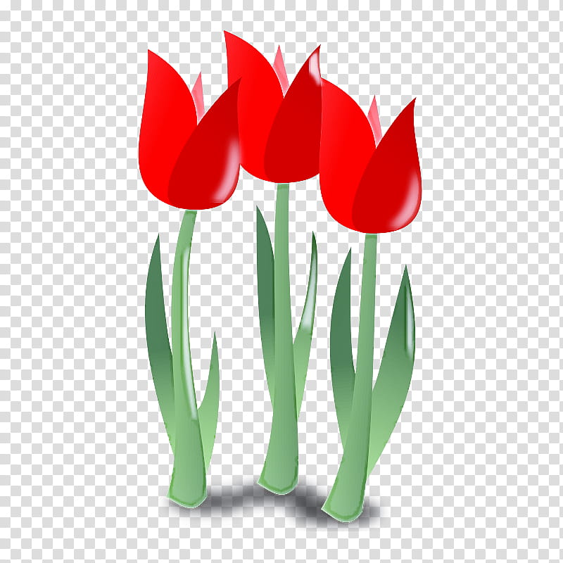 tulip flower plant petal lady tulip, Leaf, Flowering Plant transparent background PNG clipart