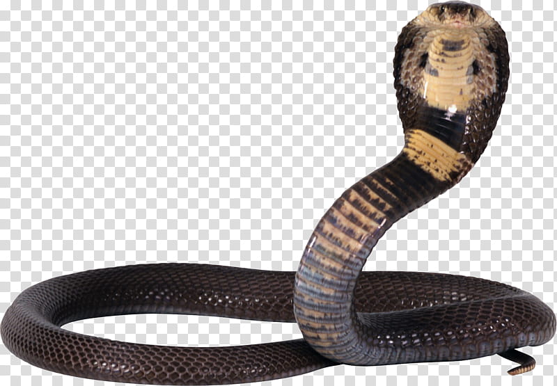 Cobra snake free, black and beige cobra transparent background PNG clipart