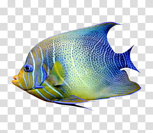 Coral Reef, Coral Reef Fish, Blue Tang, Aquarium, Saltwater Fish ...