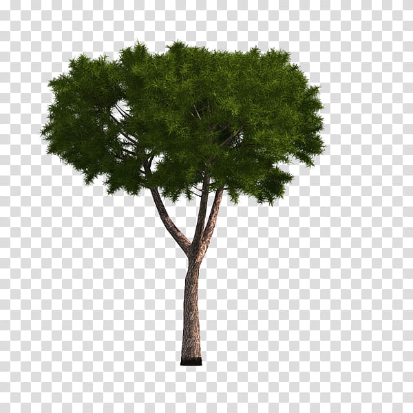 Woody, Tree, Fir, Picea Asperata, Lofter, Pinus Thunbergii, Evergreen, Woody Plant transparent background PNG clipart