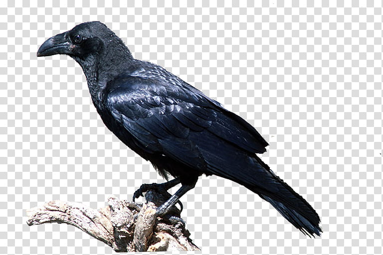 Cuervo Black Crow Transparent Background Png Clipart