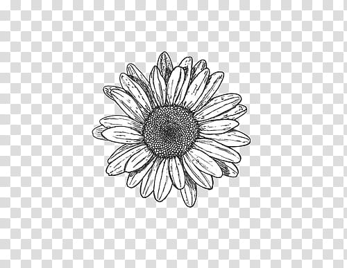 Hipge , white sunflower transparent background PNG clipart