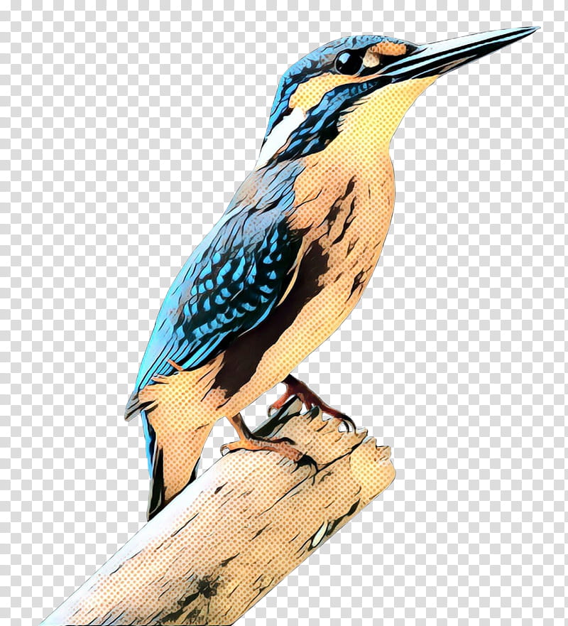 Bird, Beak, Piciformes, Coraciiformes, Feather, Perching Bird, Songbird transparent background PNG clipart