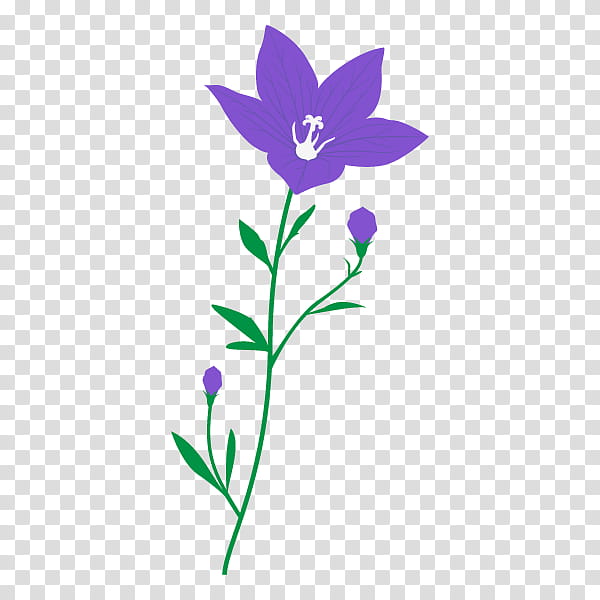 Family Silhouette, Platycodon Grandiflorus, Bellflower Family, Plants, Bellflowers, Floral Design, Plant Stem, Violet transparent background PNG clipart