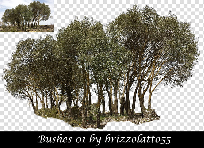 Bushes , green leafed trees with text overlay collage transparent background PNG clipart