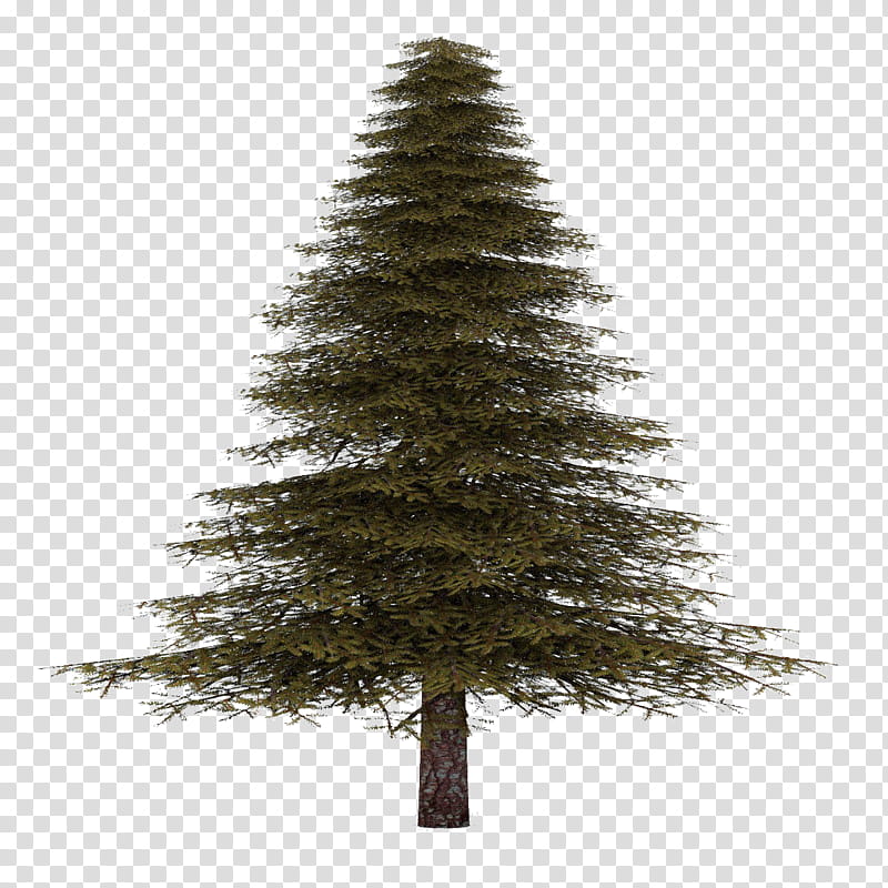Christmas Black And White, Pine, Tree, Norway Spruce, Balsam Fir, Sprucepinefir, Fraser Fir, Noble Fir transparent background PNG clipart