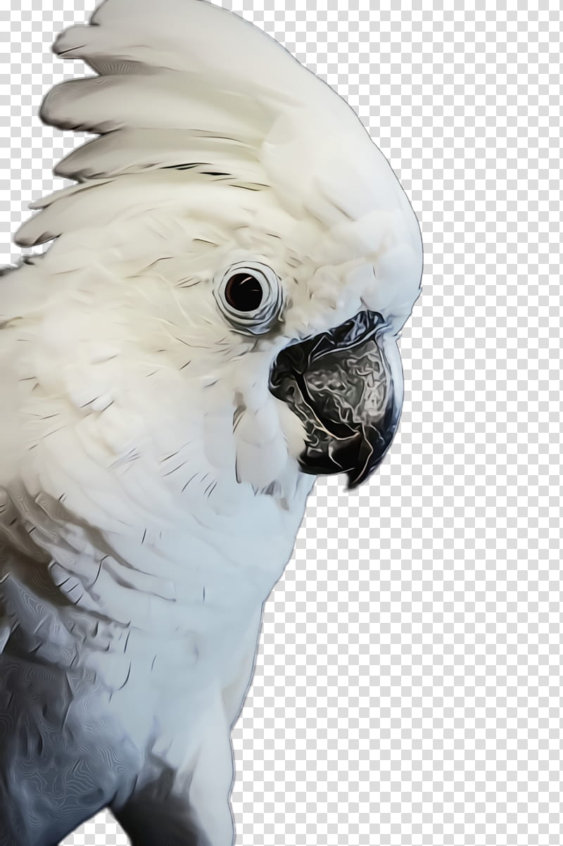 bird cockatoo parrot beak parakeet, Watercolor, Paint, Wet Ink, Sulphurcrested Cockatoo, Budgie transparent background PNG clipart