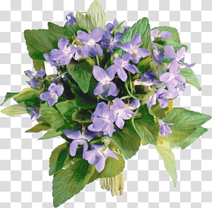 Violets set transparent background PNG clipart thumbnail