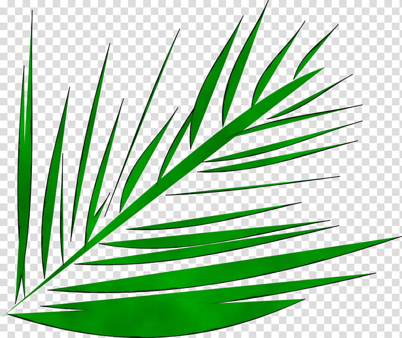 Palm Tree Leaf, Watercolor, Paint, Wet Ink, Palm Trees, Palm Branch, Palmleaf Manuscript, Plants transparent background PNG clipart