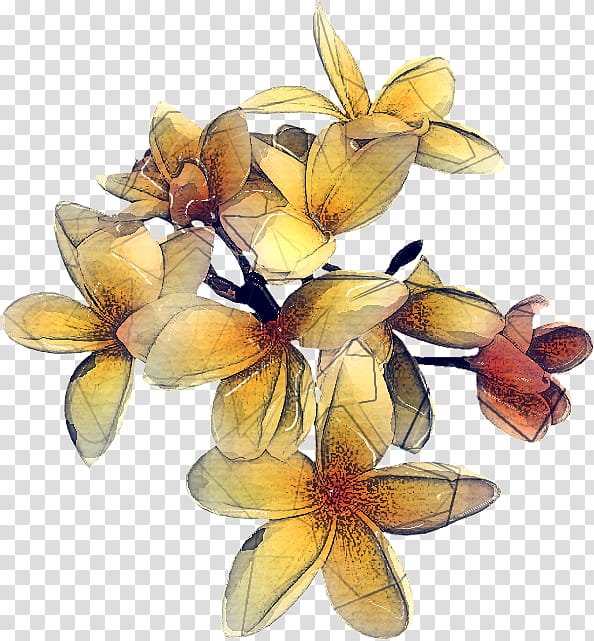 flower plant flowering plant yellow petal, Cut Flowers, Hypericum, Lily transparent background PNG clipart