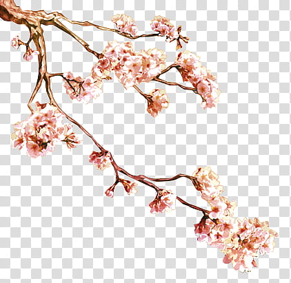 Flower, white flowers blooming on tree branch transparent background PNG clipart