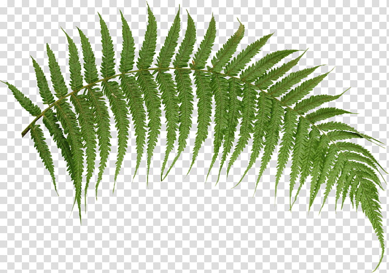 Tropical Leaf, Fern, Plants, Tropical Rainforest, Fern Flower, cdr, Terrestrial Plant, Vegetation transparent background PNG clipart