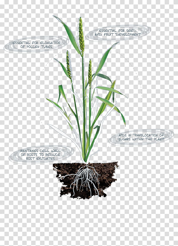 Grass, Nutrient, Nitrogen Deficiency, Plants, Plant Nutrition, Chlorophyll, Leaf, Amino Acid transparent background PNG clipart