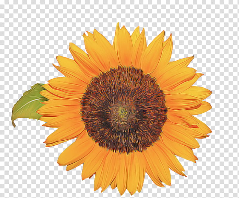 Sunflower, Yellow, Plant, Petal, Sunflower Seed, Flowering Plant, Pollen, Asterales transparent background PNG clipart