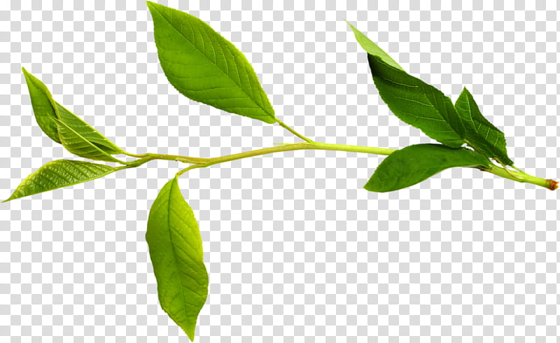 Oil Painting Flower, Twig, Branch, Leaf, Tree, Plants, Plant Stem, Green transparent background PNG clipart