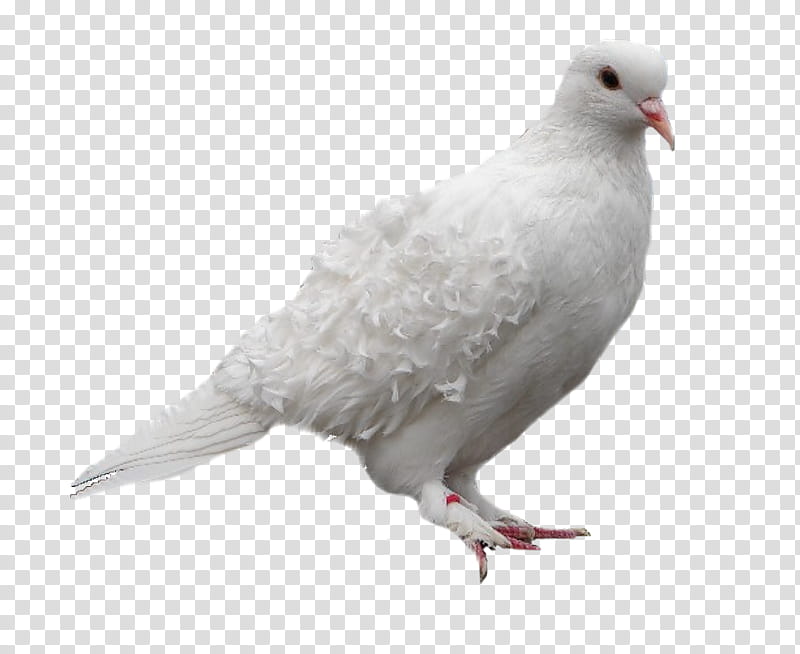 Dove Bird, Pigeons And Doves, Dove, Painting, Typical Pigeons, Columbiformes, Beak, Feather transparent background PNG clipart