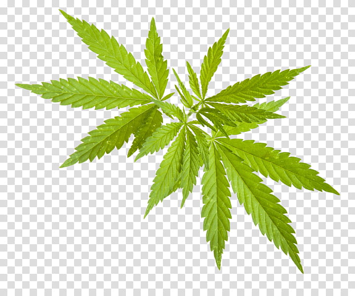 Cannabis Leaf, Hemp, Plant, Hemp Family, Drug transparent background PNG clipart
