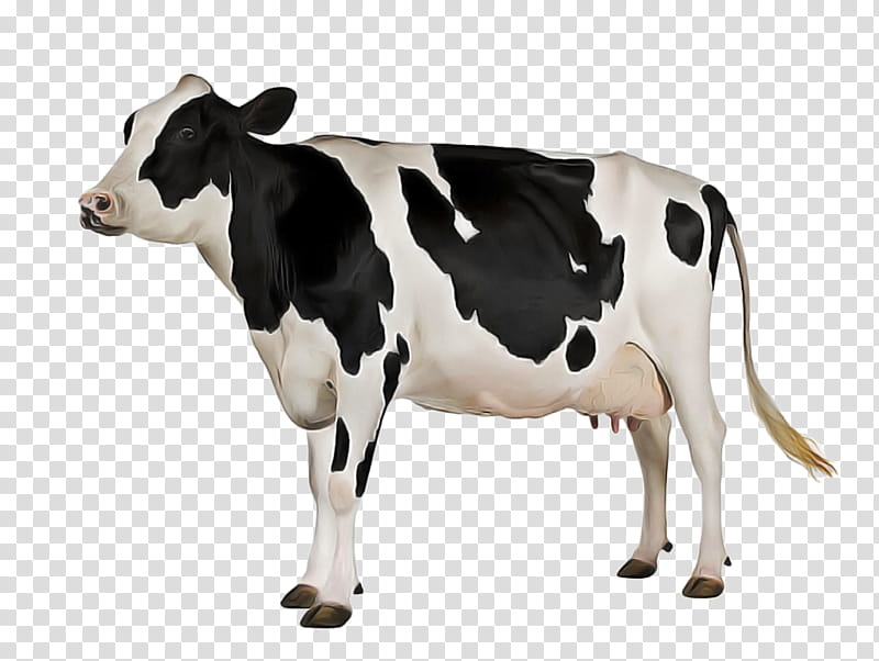 Cow, Holstein Friesian Cattle, Jersey Cattle, , Dairy Farming, Dairy Cattle, Live, Udder transparent background PNG clipart