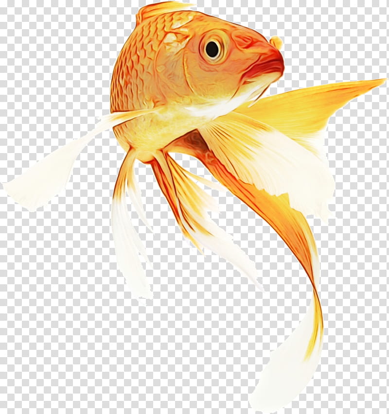 Fish, Goldfish, Koi, Le Poisson Rouge, Siamese Fighting Fish, Aquarium,  Tropical Fish, Pet transparent background PNG clipart