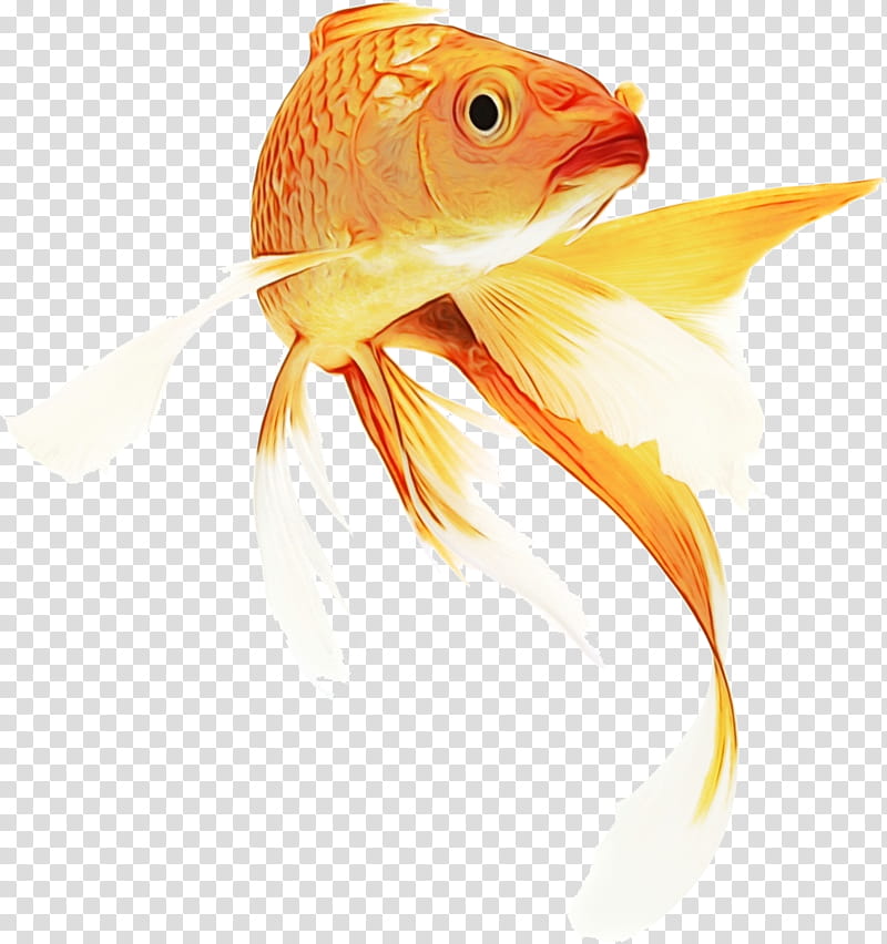 Fish, Goldfish, Koi, Le Poisson Rouge, Siamese Fighting Fish, Aquarium, Tropical Fish, Pet transparent background PNG clipart