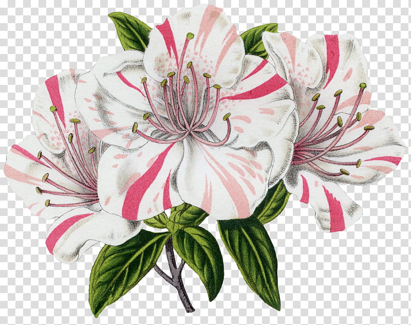 Lily Flower, Plants, Cut Flowers, Antique, Floral Design, Amaryllis, Bromeliads, Louis Van Houtte transparent background PNG clipart