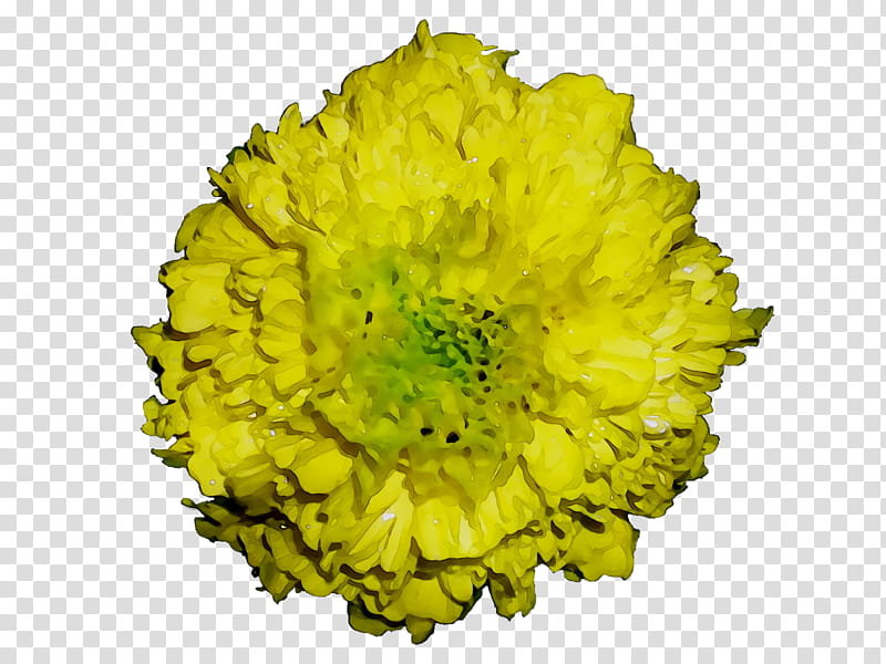 Mexican Flowers, Mexican Marigold, Chrysanthemum, Southern Cone Marigold, Garden, Yellow, Plant, Cut Flowers transparent background PNG clipart